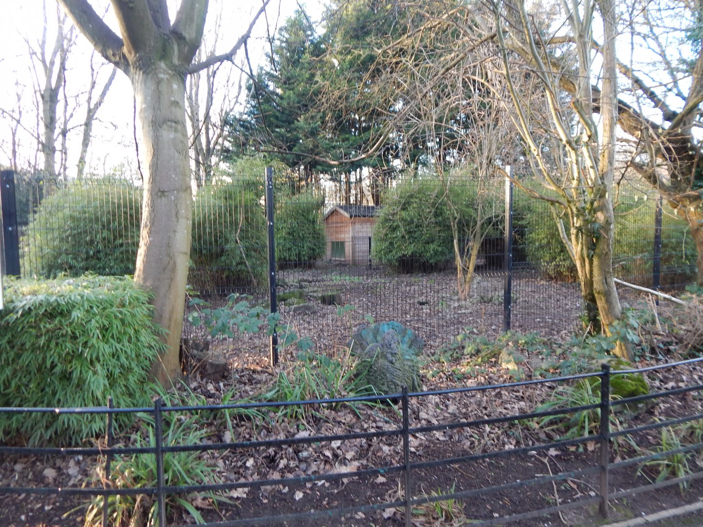 Bush dog enclosure 260124