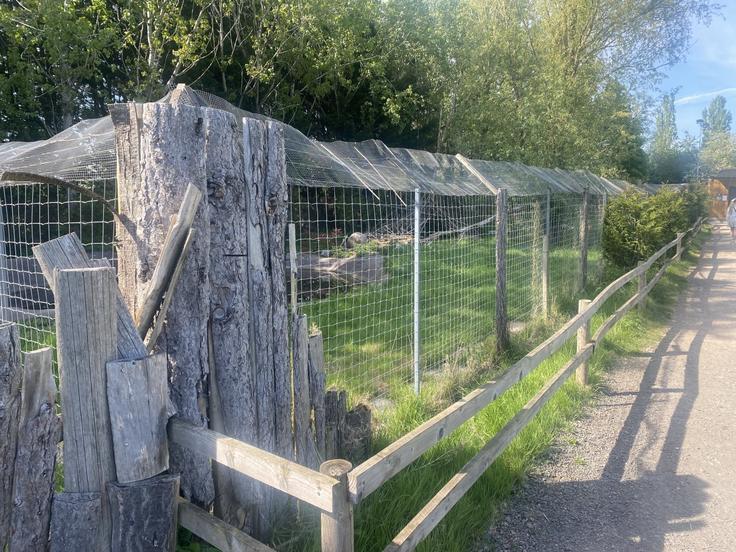 Bush dog enclosure 280425