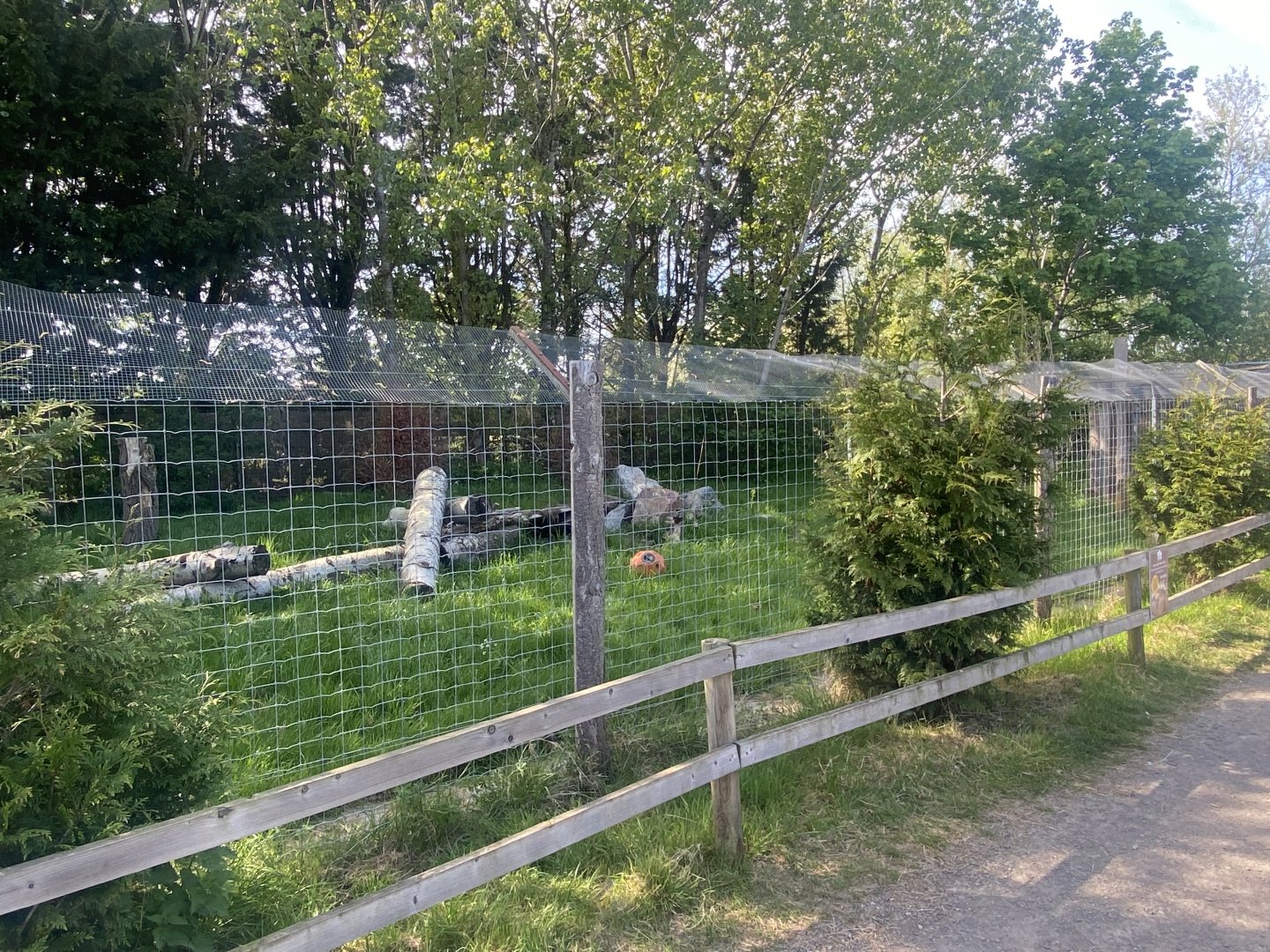 Bush dog enclosure 280425