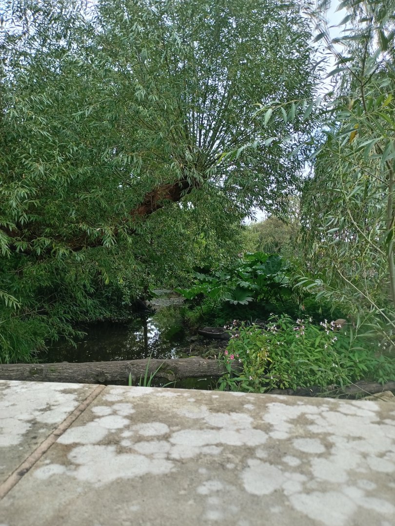 Bush Dog enclosure 3/8/23