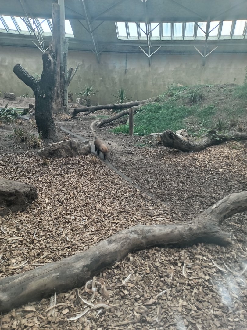 Bush Dog enclosure 8/7/23