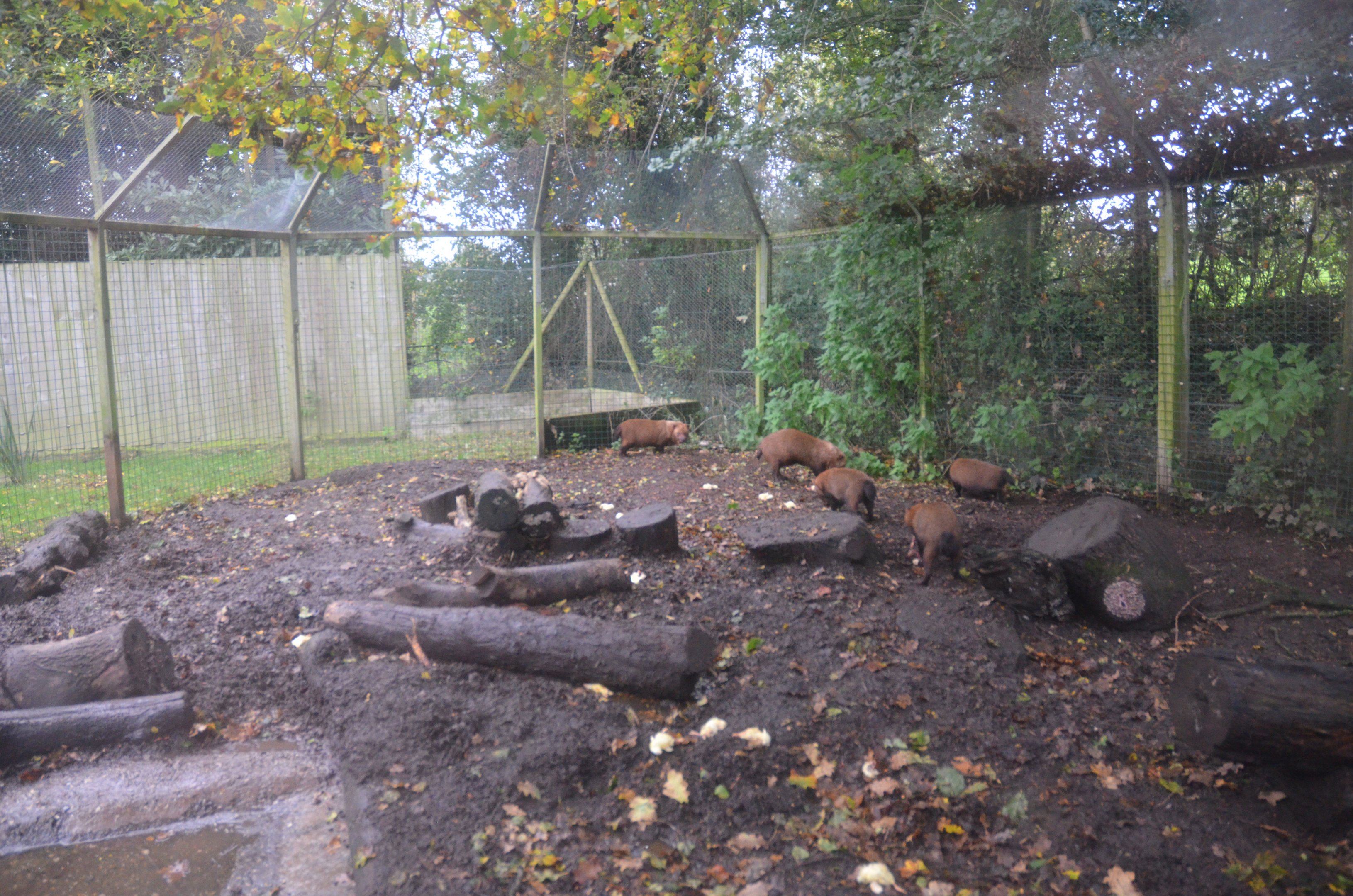 Bush Dog Enclosure at Axe Valley, 02/11/19