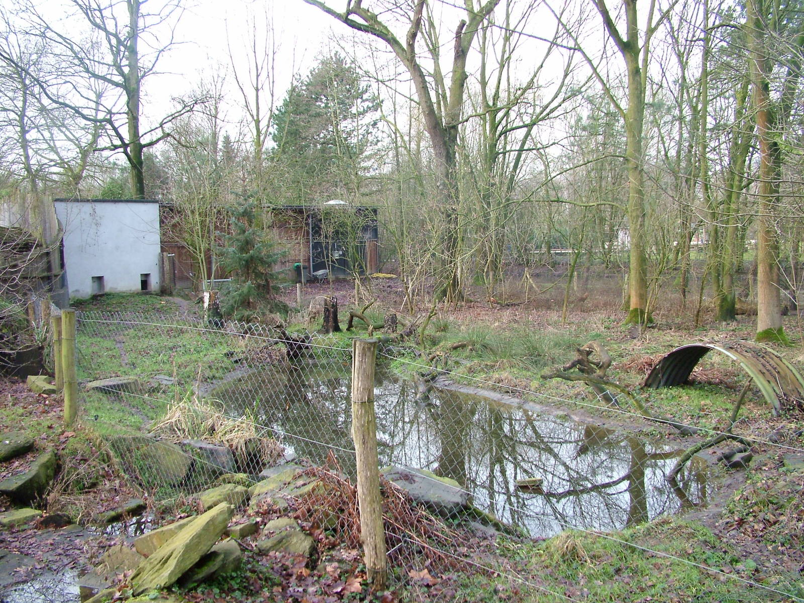 Bush Dog enclosure at Planckendael Jan 09