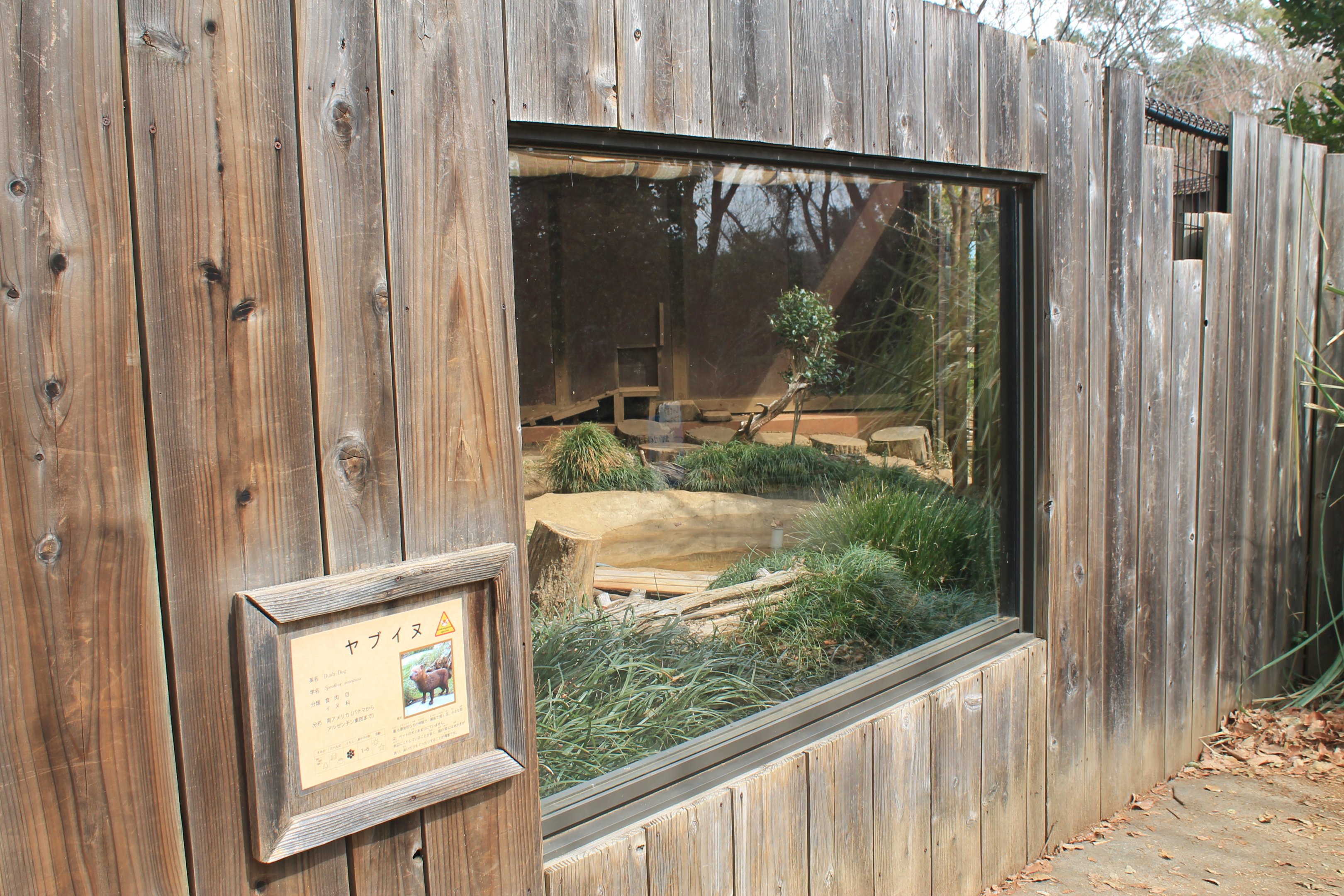 Bush Dog enclosure - Saitama Childrens Zoo