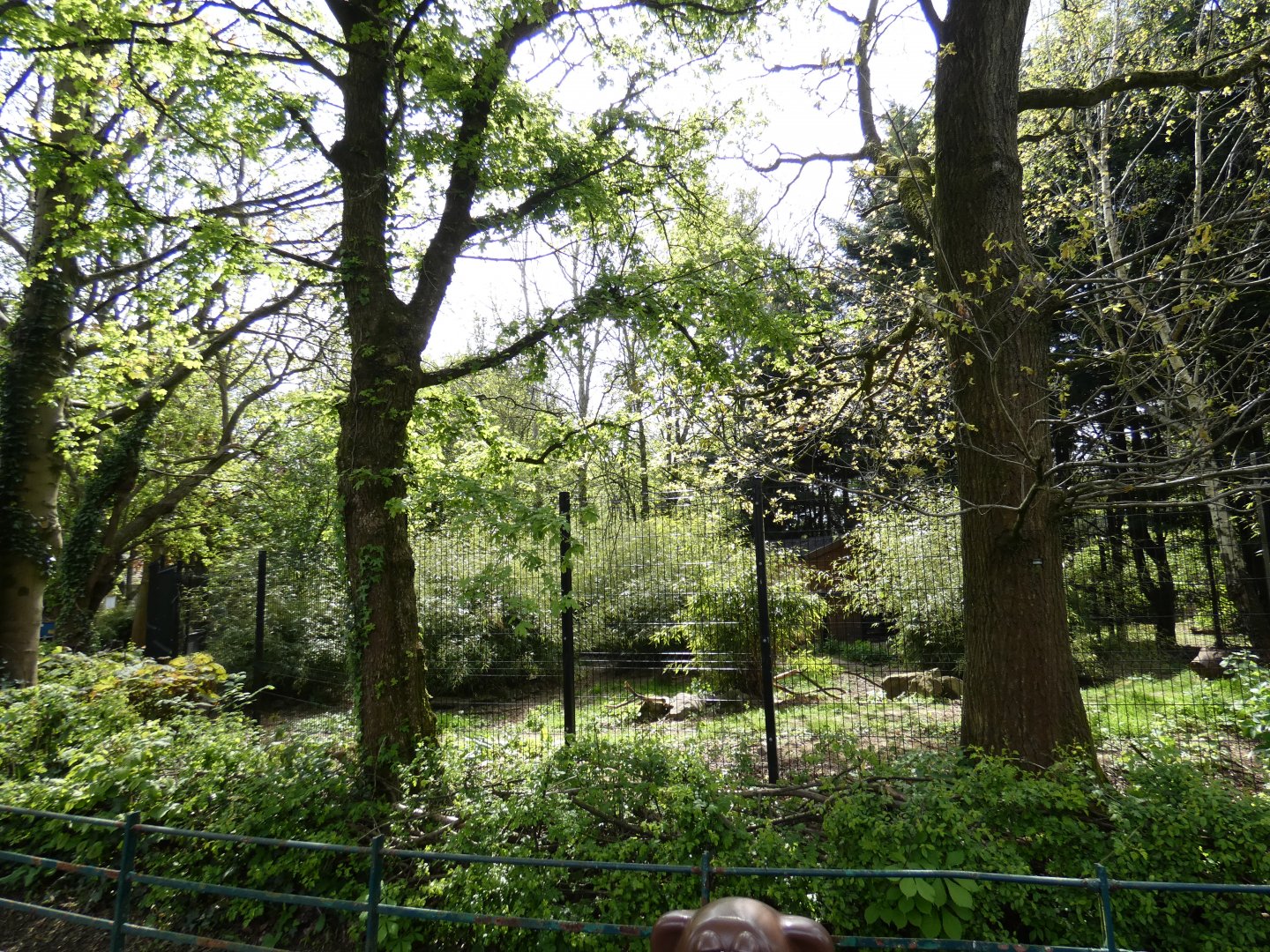 Bush dog enclosure side-view