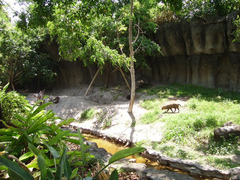 Bush Dog Enclosure - Tropics of the Americas