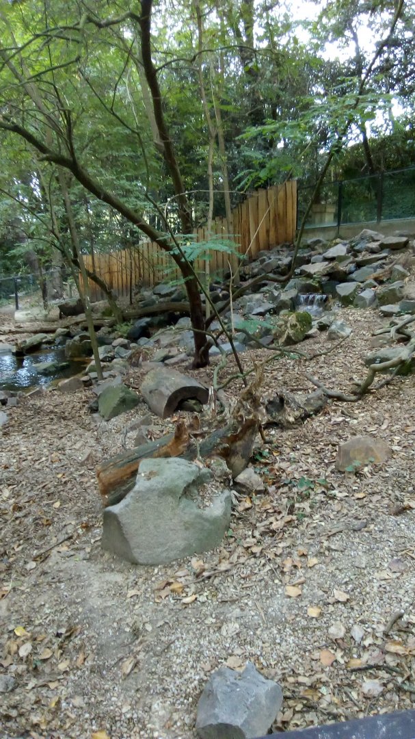 Bush Dog Enclosure