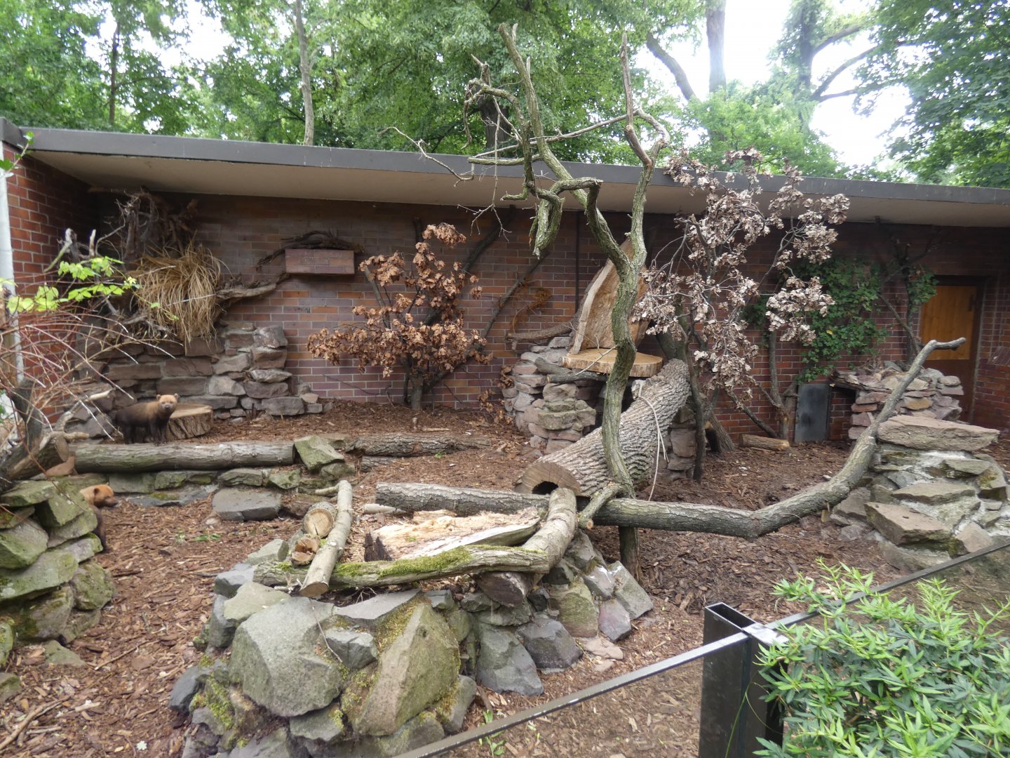 Bush Dog enclosure