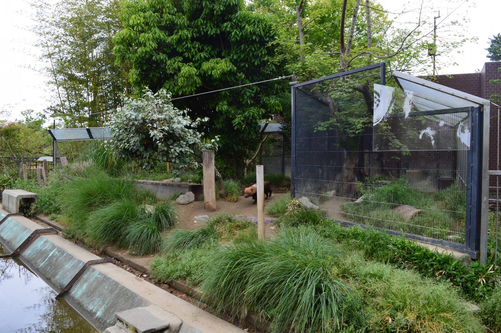 Bush Dog Enclosure