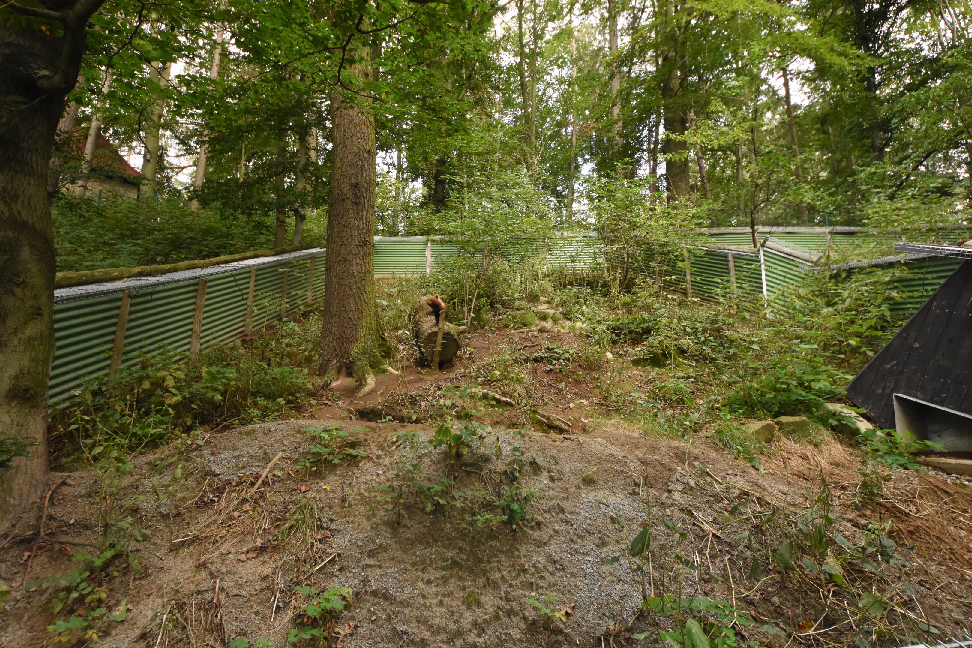 Bush dog enclosure