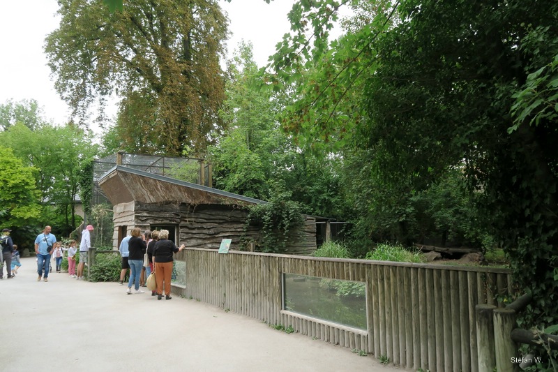 Bush Dog enclosure