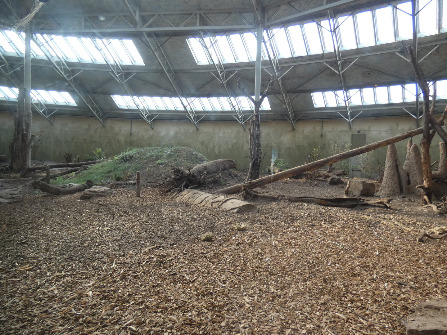 Bush dog enclosure