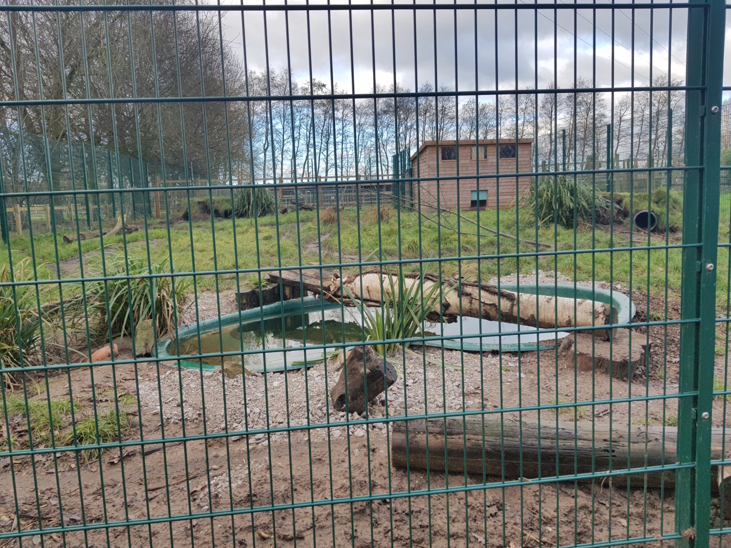 Bush Dog Enclosure