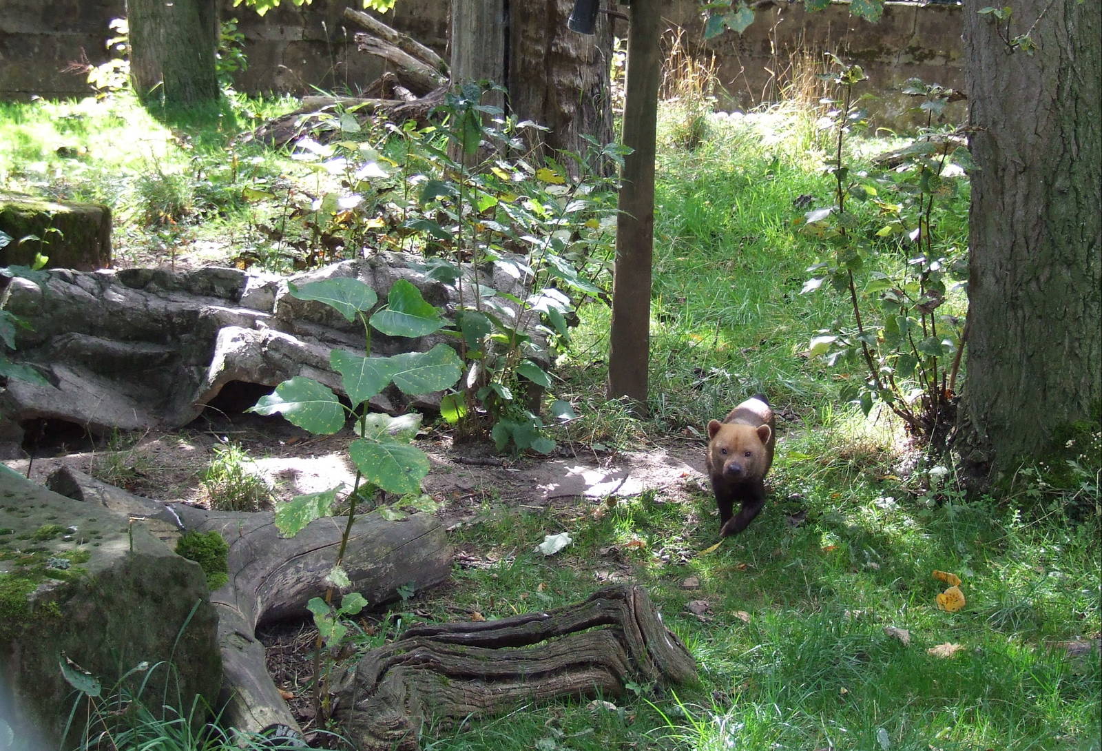 Bush Dog enclosure