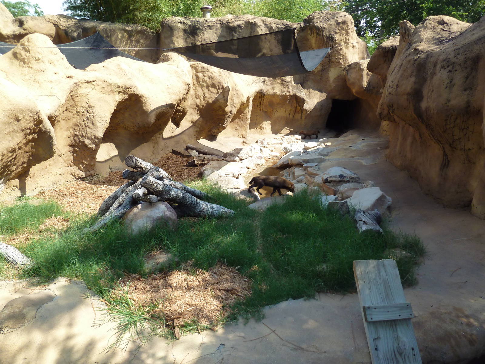 Bush Dog Exhibit #1
