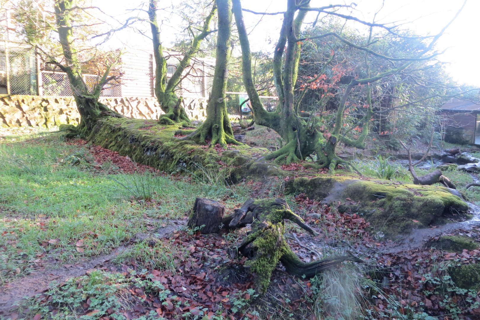 Bush dog exhibit 101119