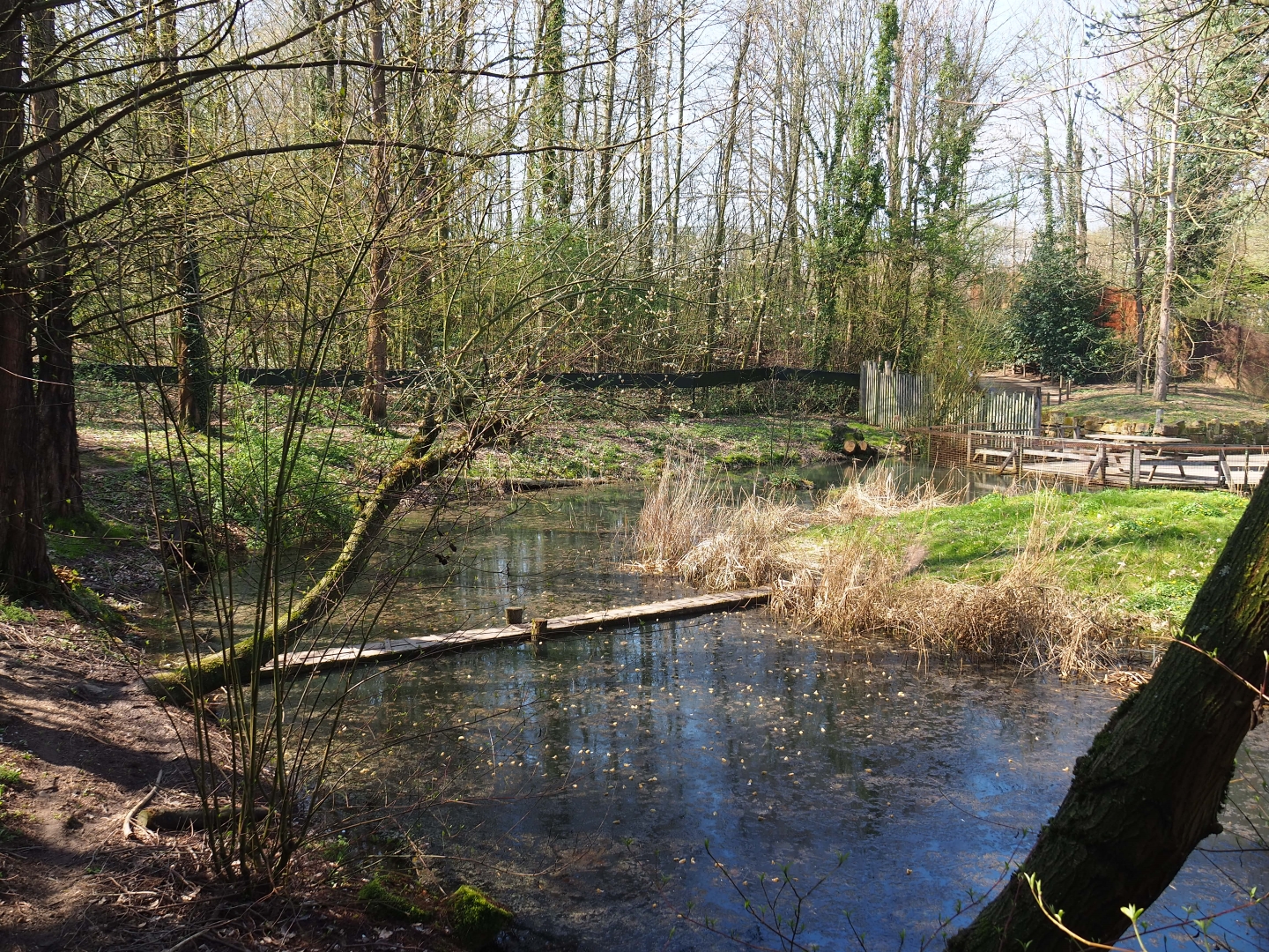 Bush dog exhibit, 2019-03-30