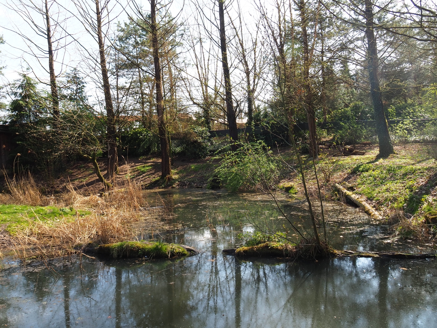 Bush dog exhibit, 2019-03-30