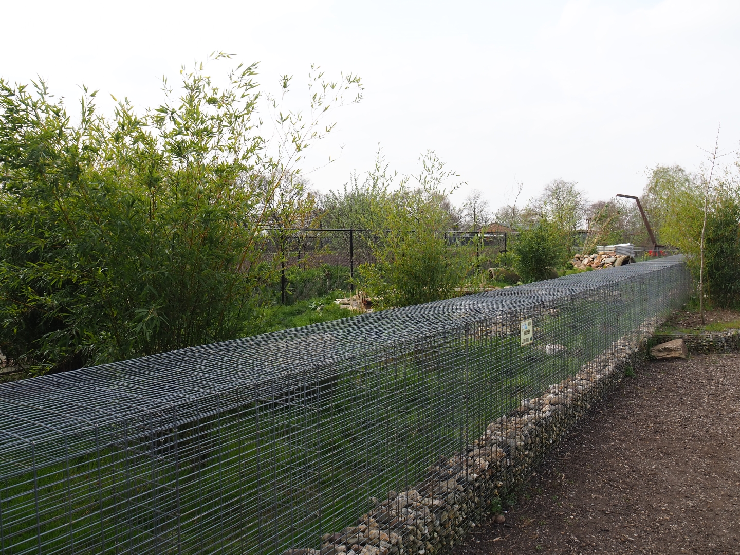 Bush dog exhibit, 2019-04-06
