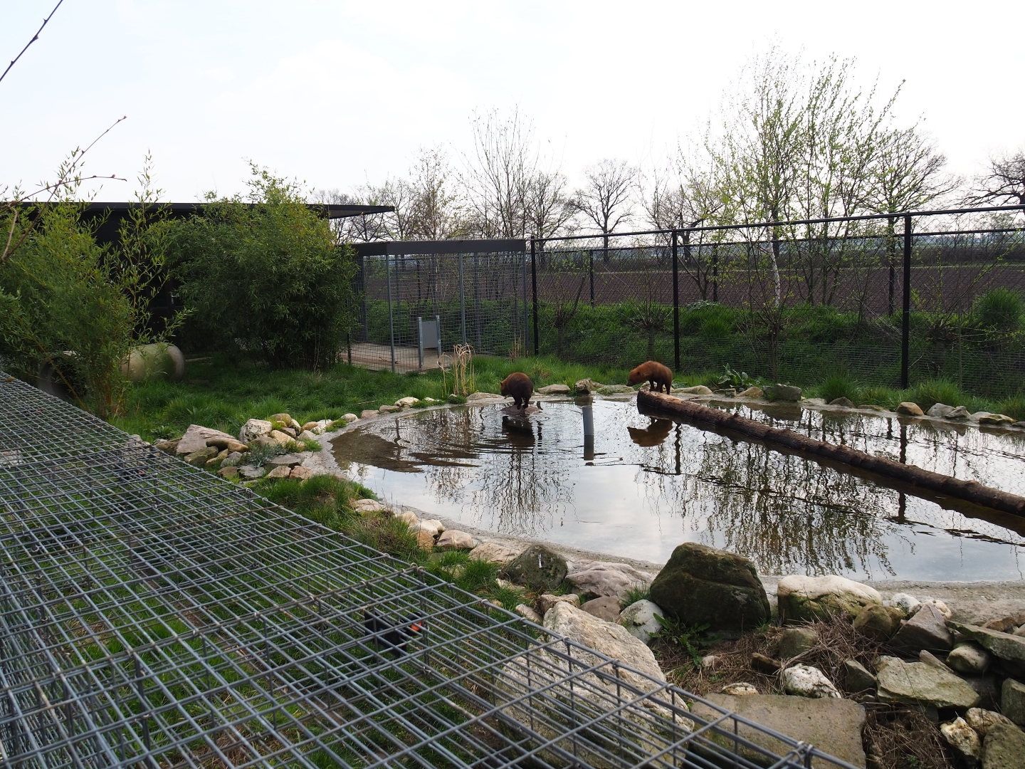 Bush dog exhibit, 2019-04-06