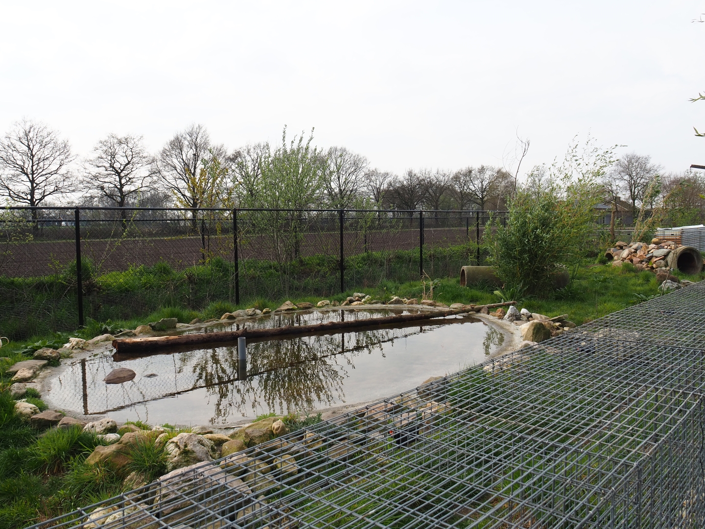 Bush dog exhibit, 2019-04-06
