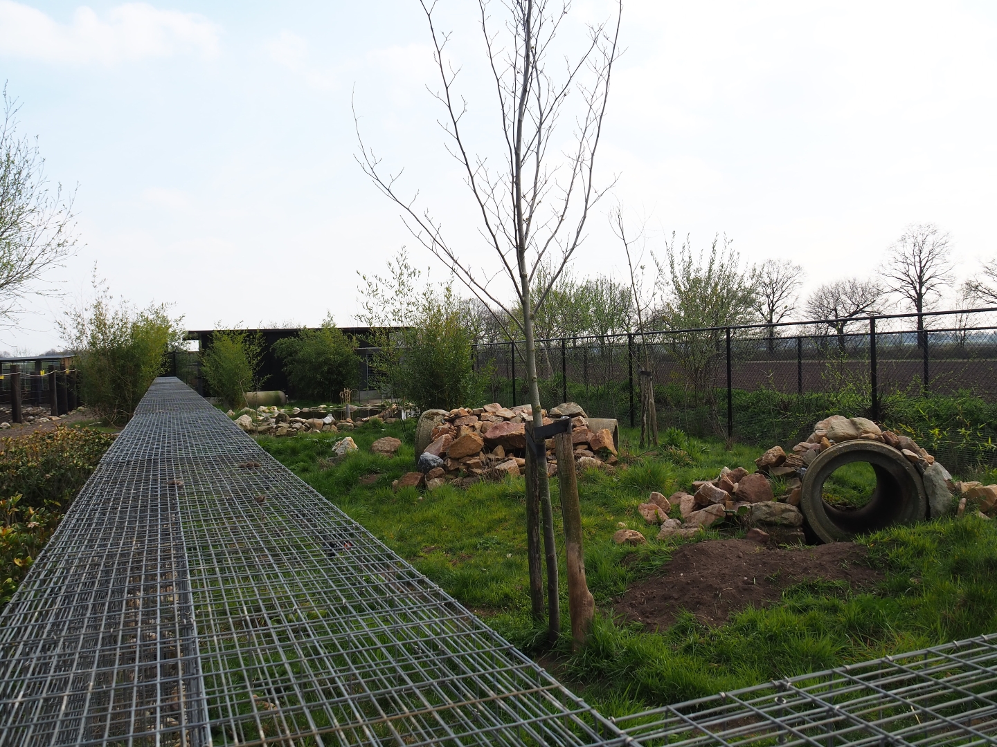 Bush dog exhibit, 2019-04-06