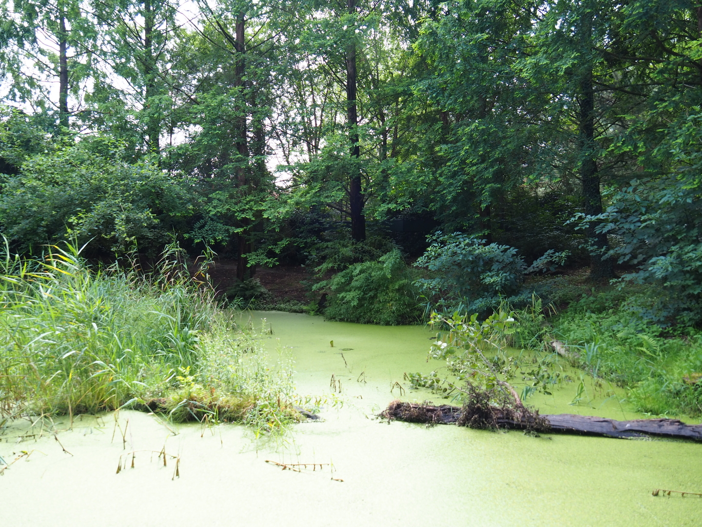 Bush dog exhibit, 2019-07-21