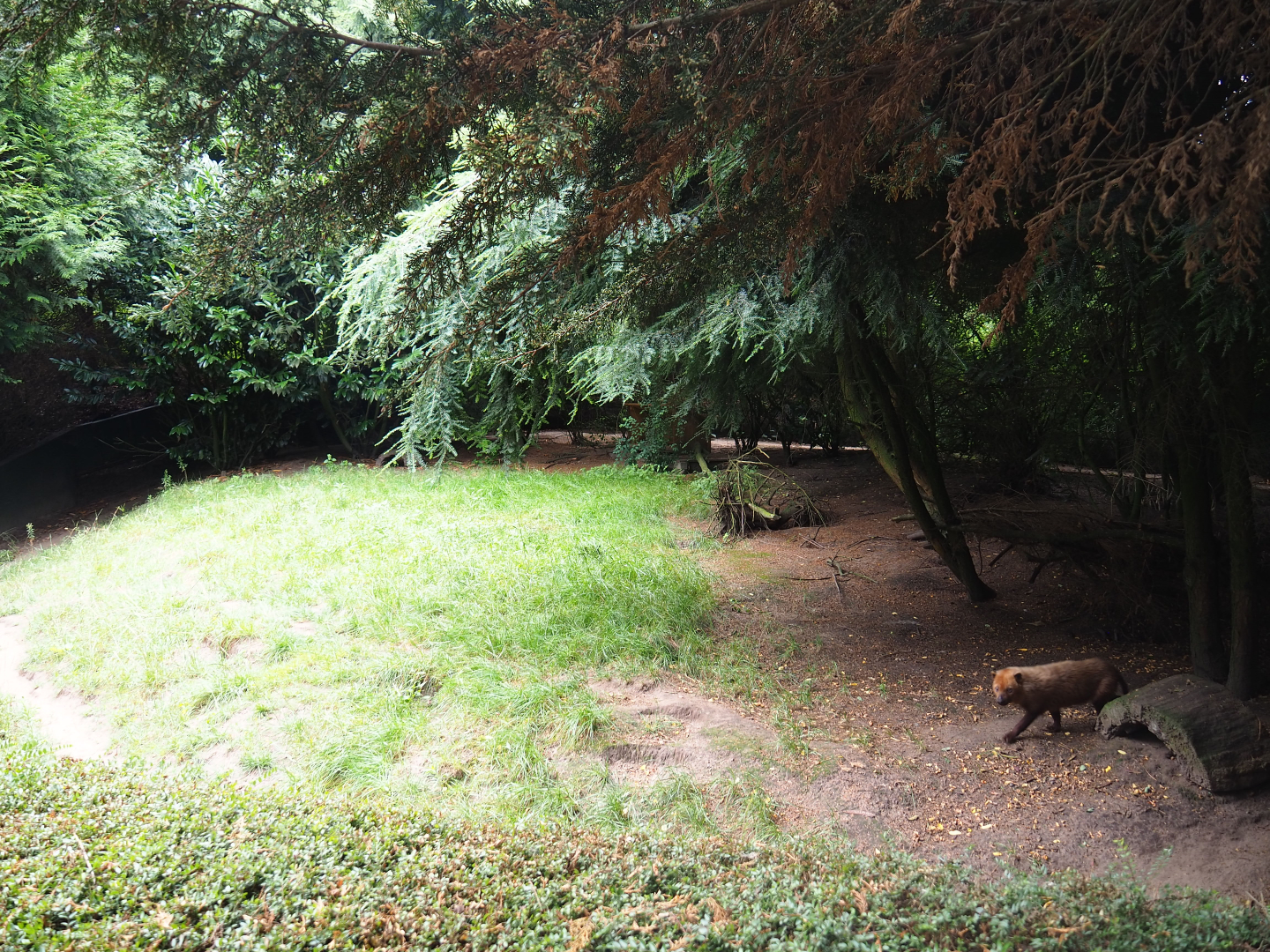 Bush dog exhibit, 2019-08-11