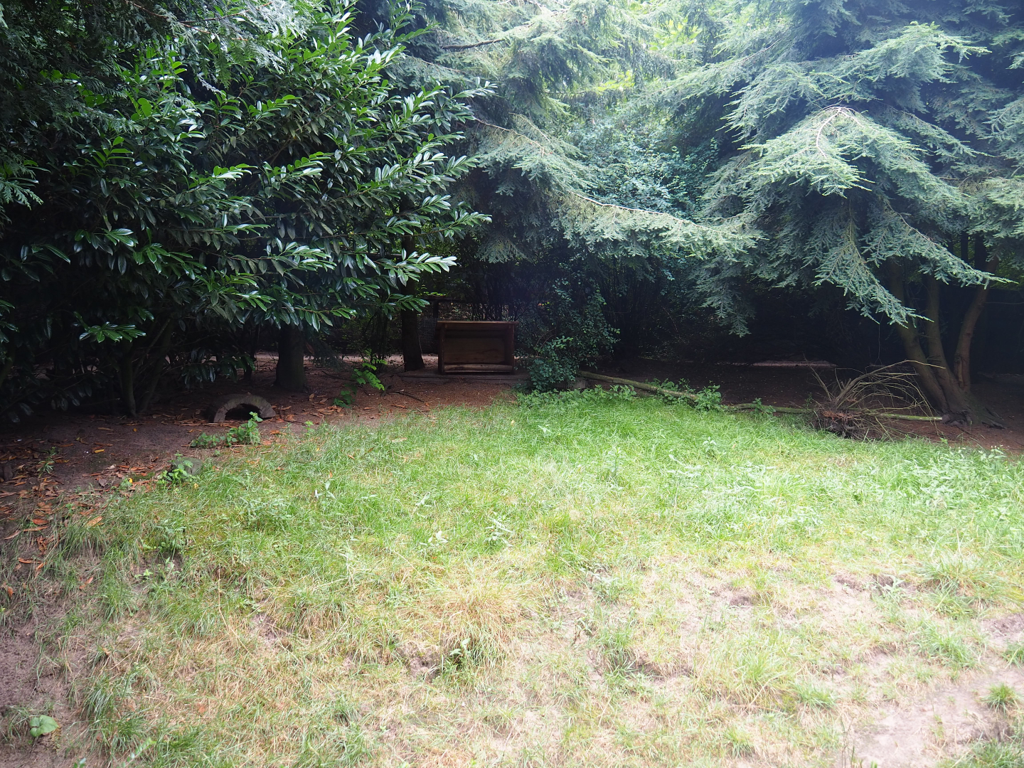 Bush dog exhibit, 2019-08-11
