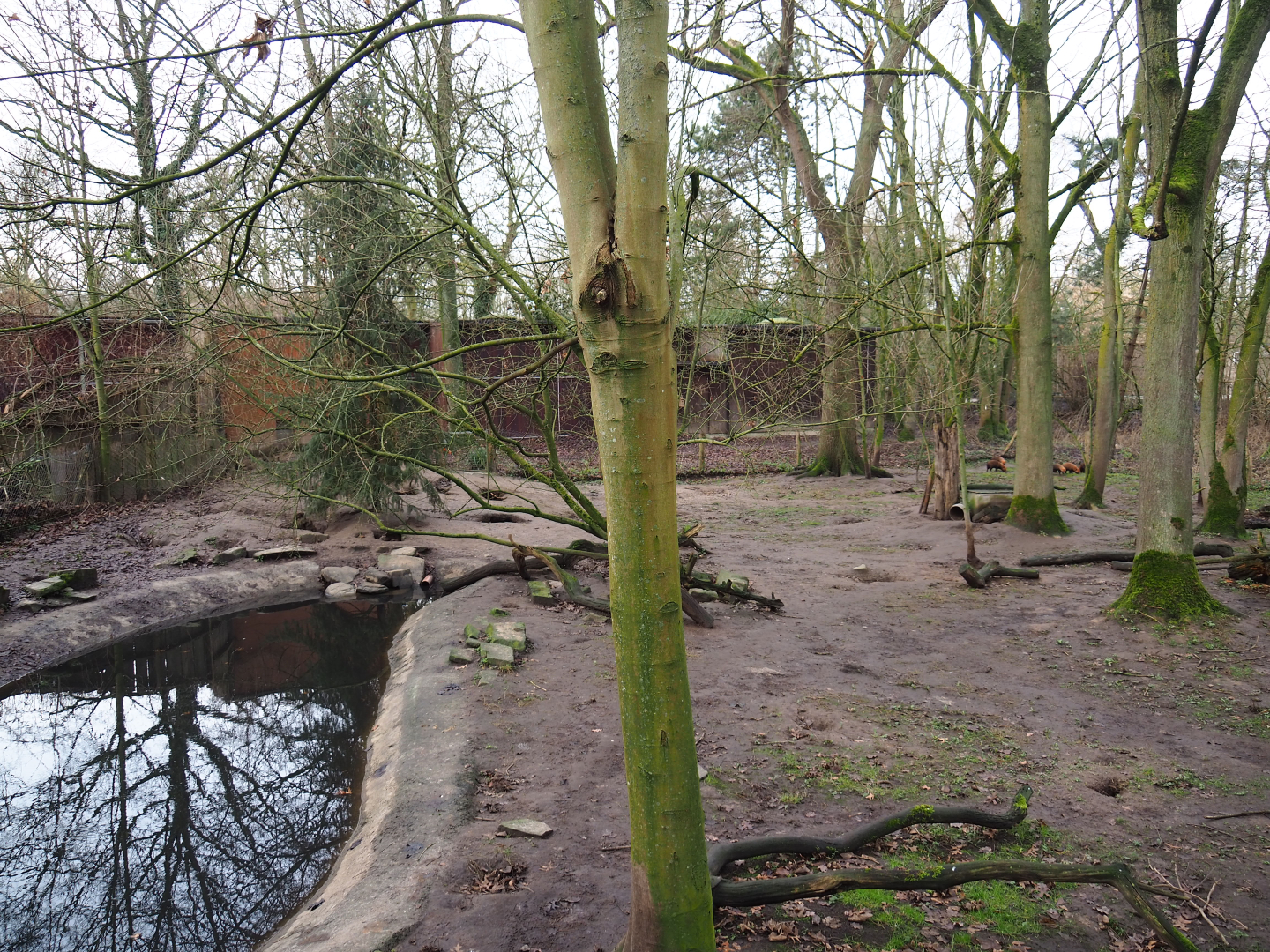Bush dog exhibit, 2020-01-11