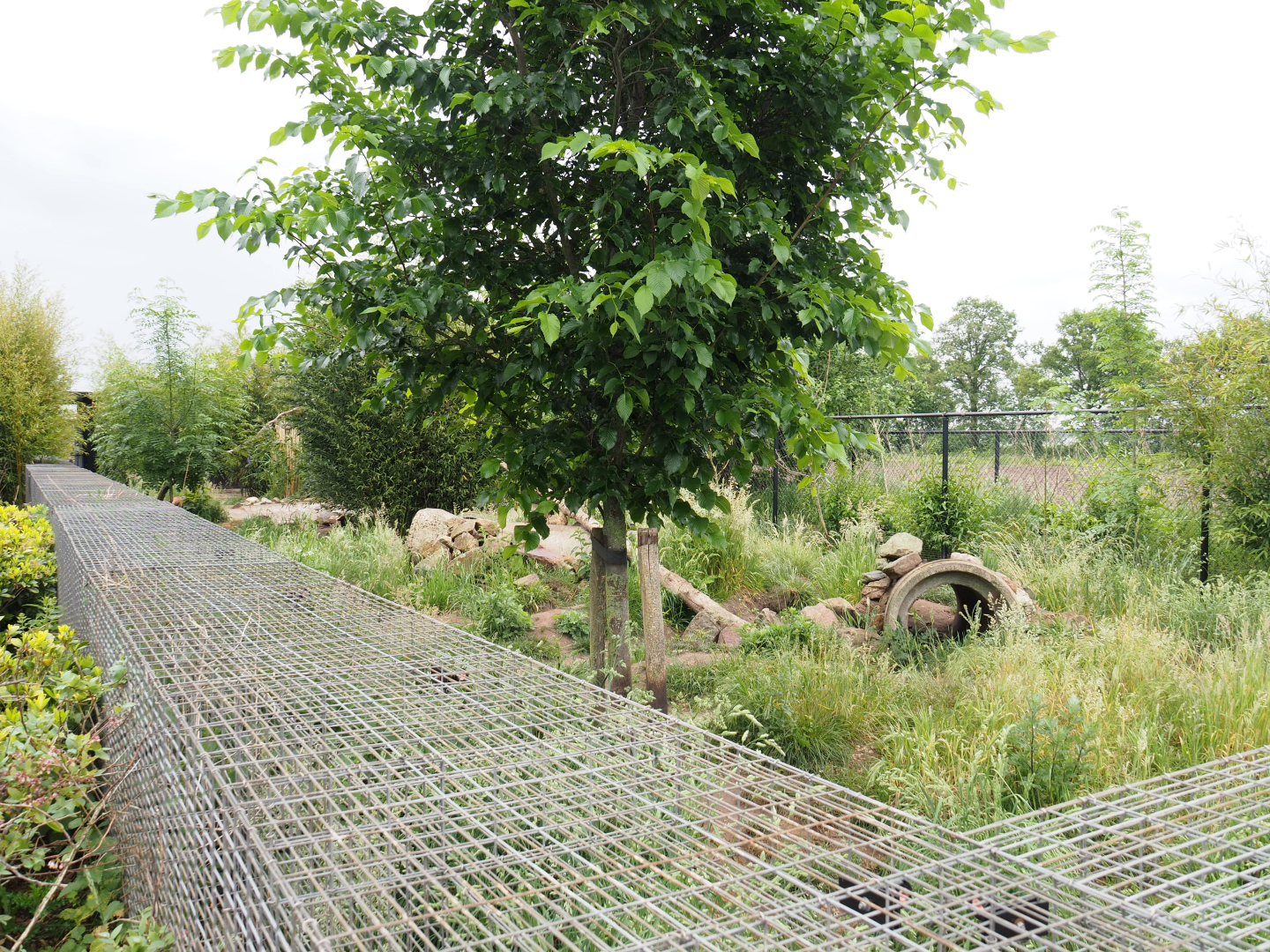 Bush dog exhibit, 2022-05-17
