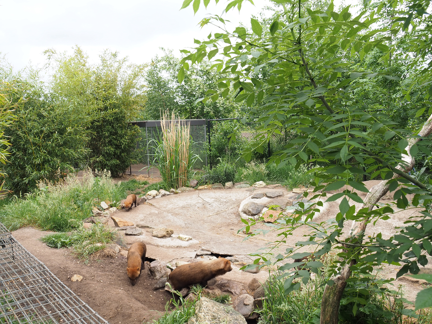 Bush dog exhibit, 2022-05-17