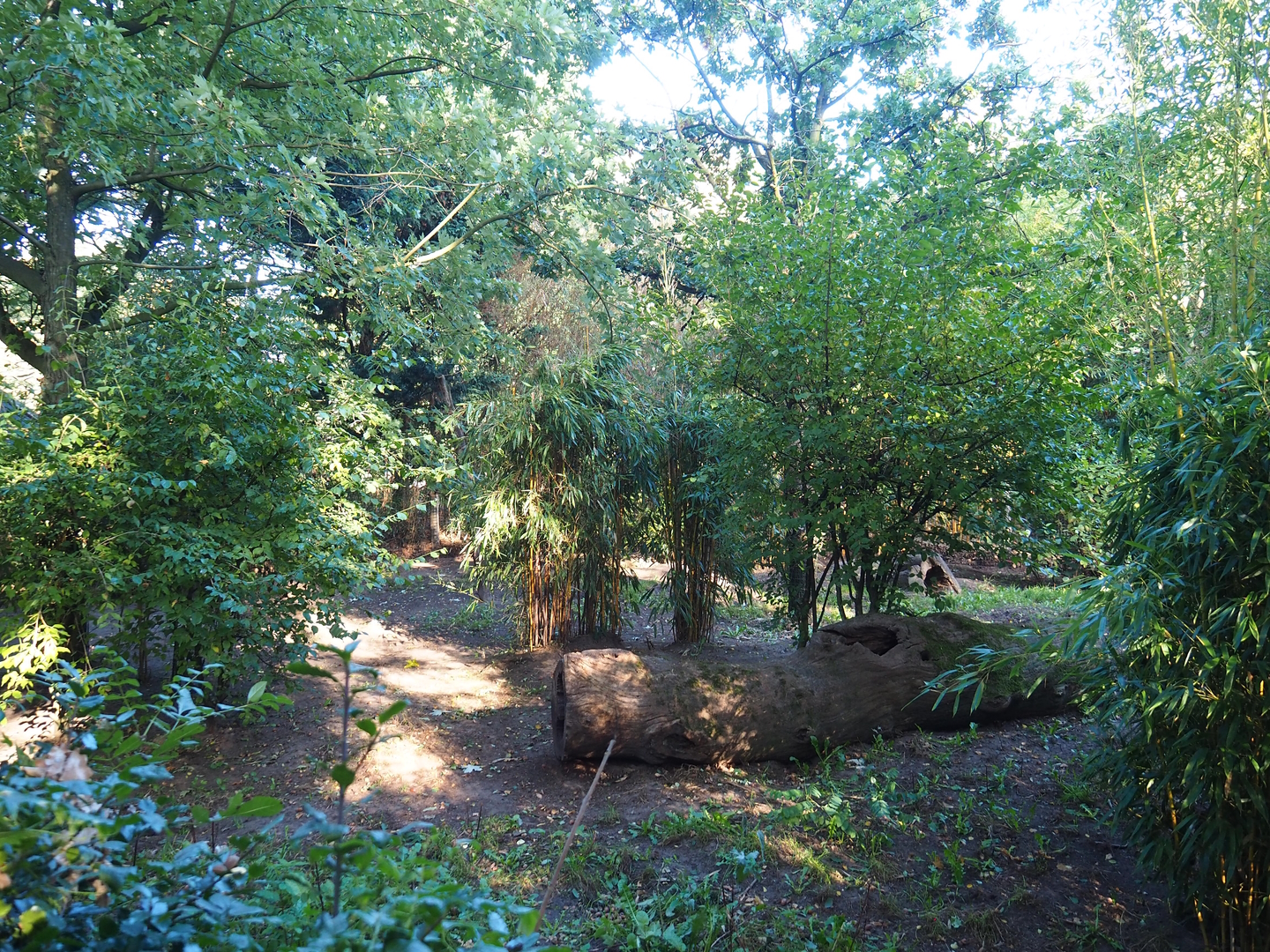 Bush dog exhibit, 2022-10-09
