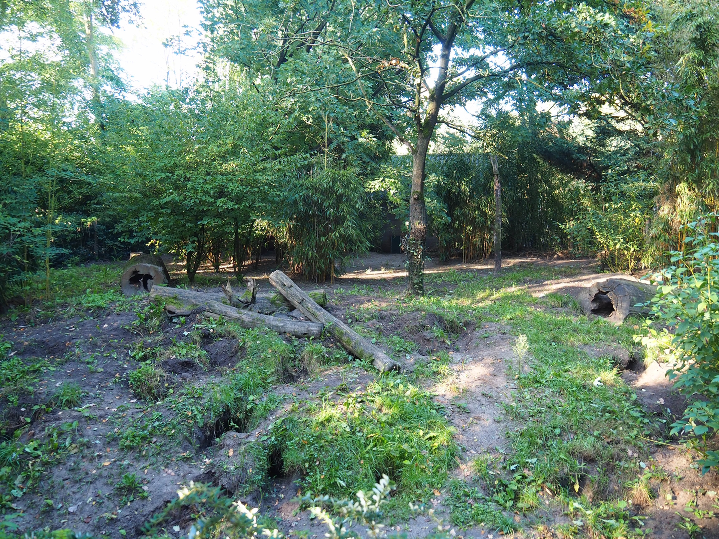 Bush dog exhibit, 2022-10-09