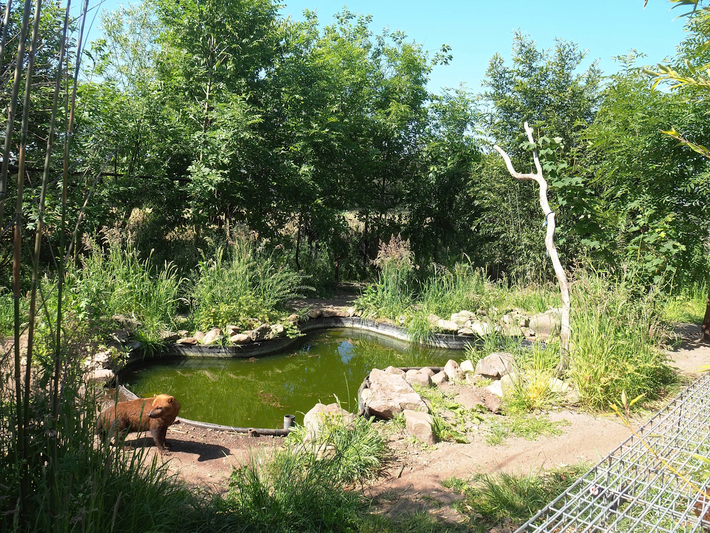 Bush dog exhibit, 2023-05-31