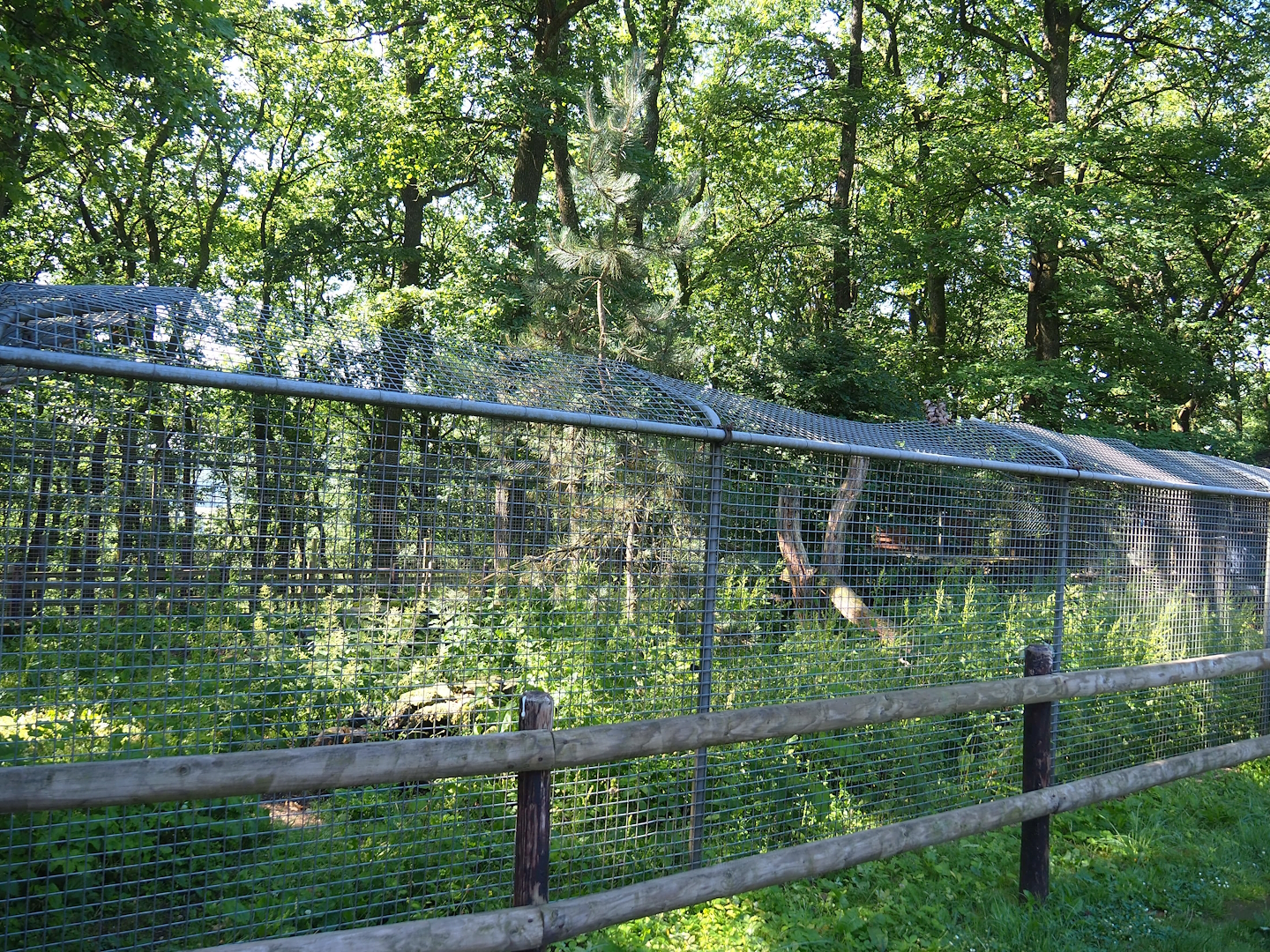 Bush dog exhibit, 2023-06-24