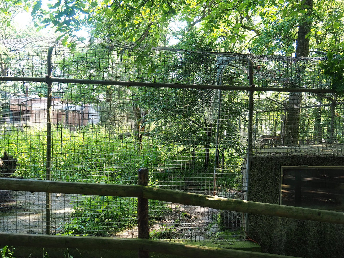 Bush dog exhibit, 2023-06-24
