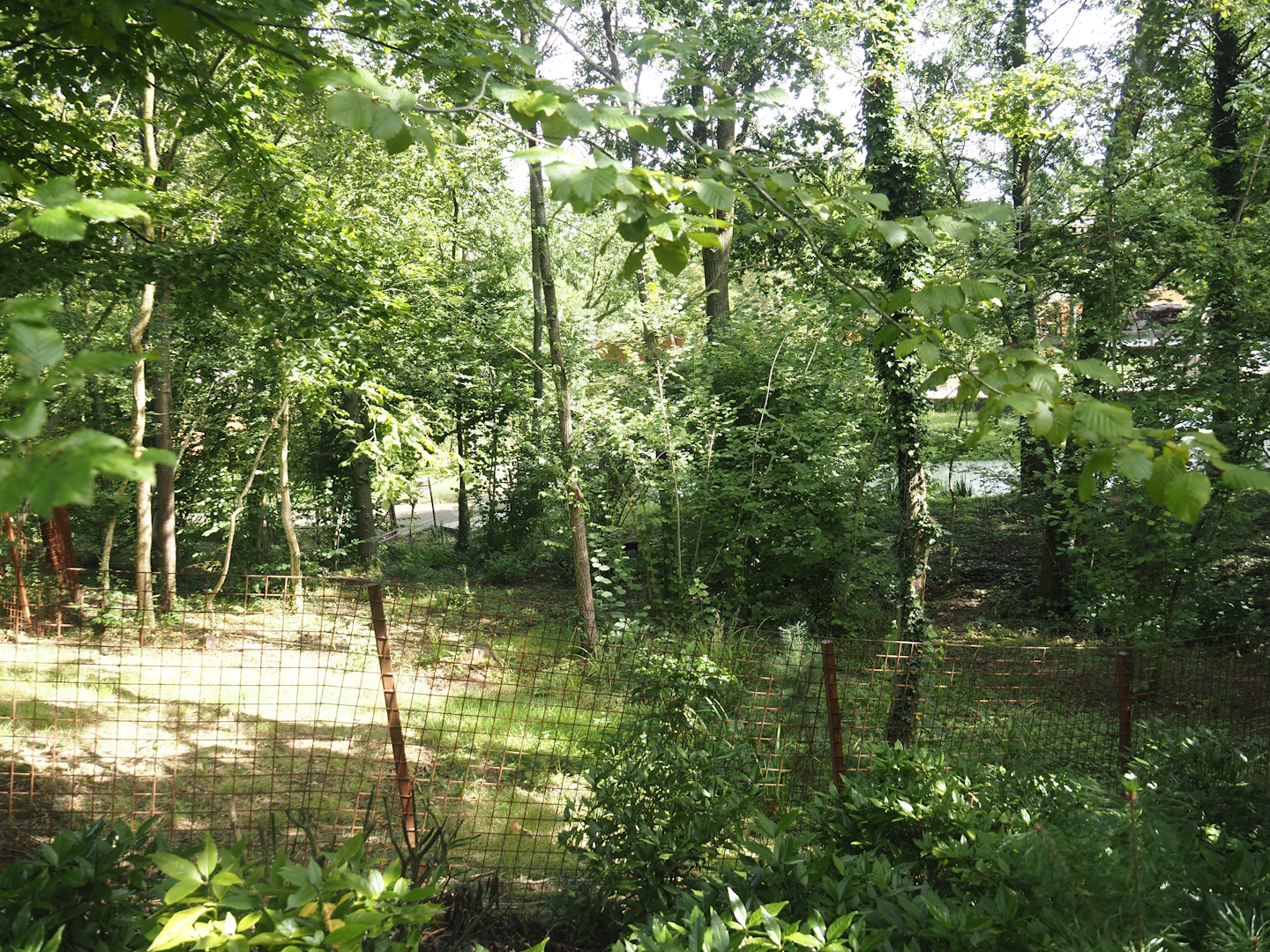 Bush dog exhibit, 2024-08-21