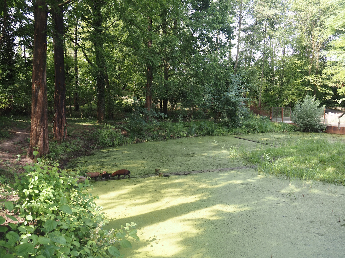 Bush dog exhibit, 2024-08-21