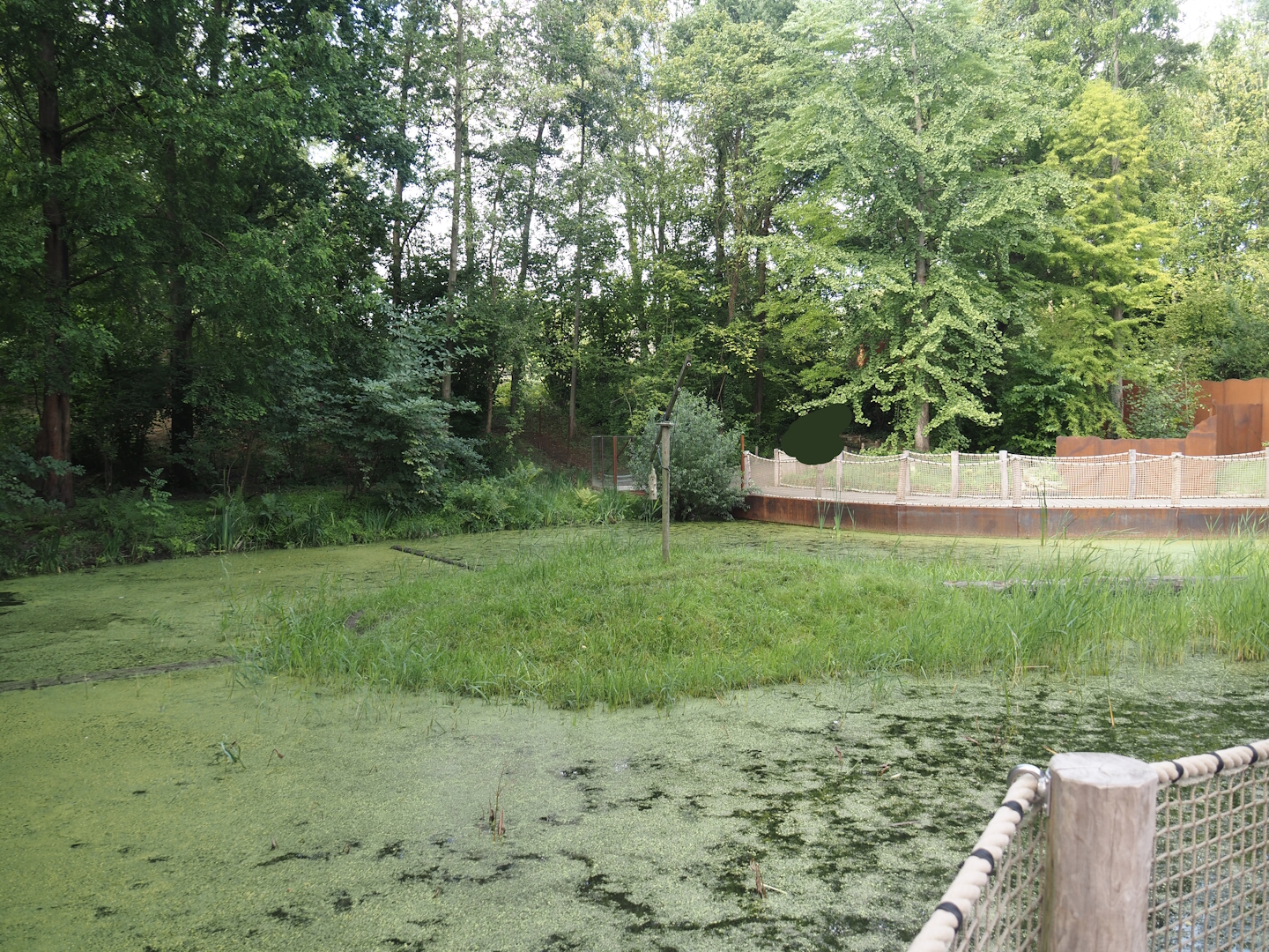 Bush dog exhibit, 2024-08-21