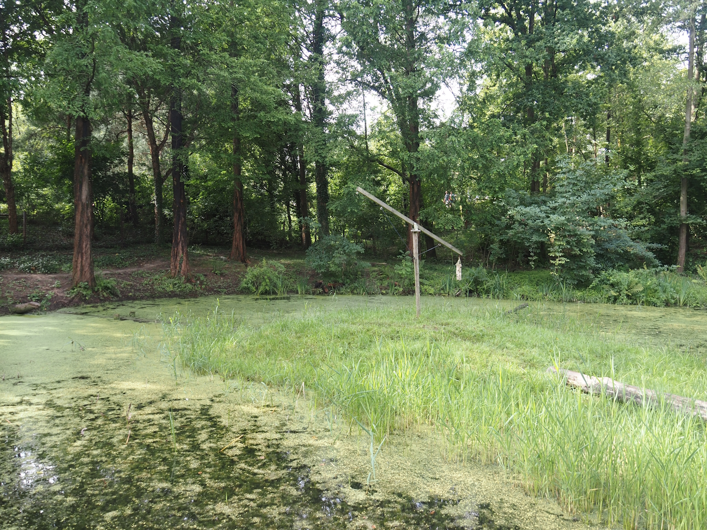 Bush dog exhibit, 2024-08-21