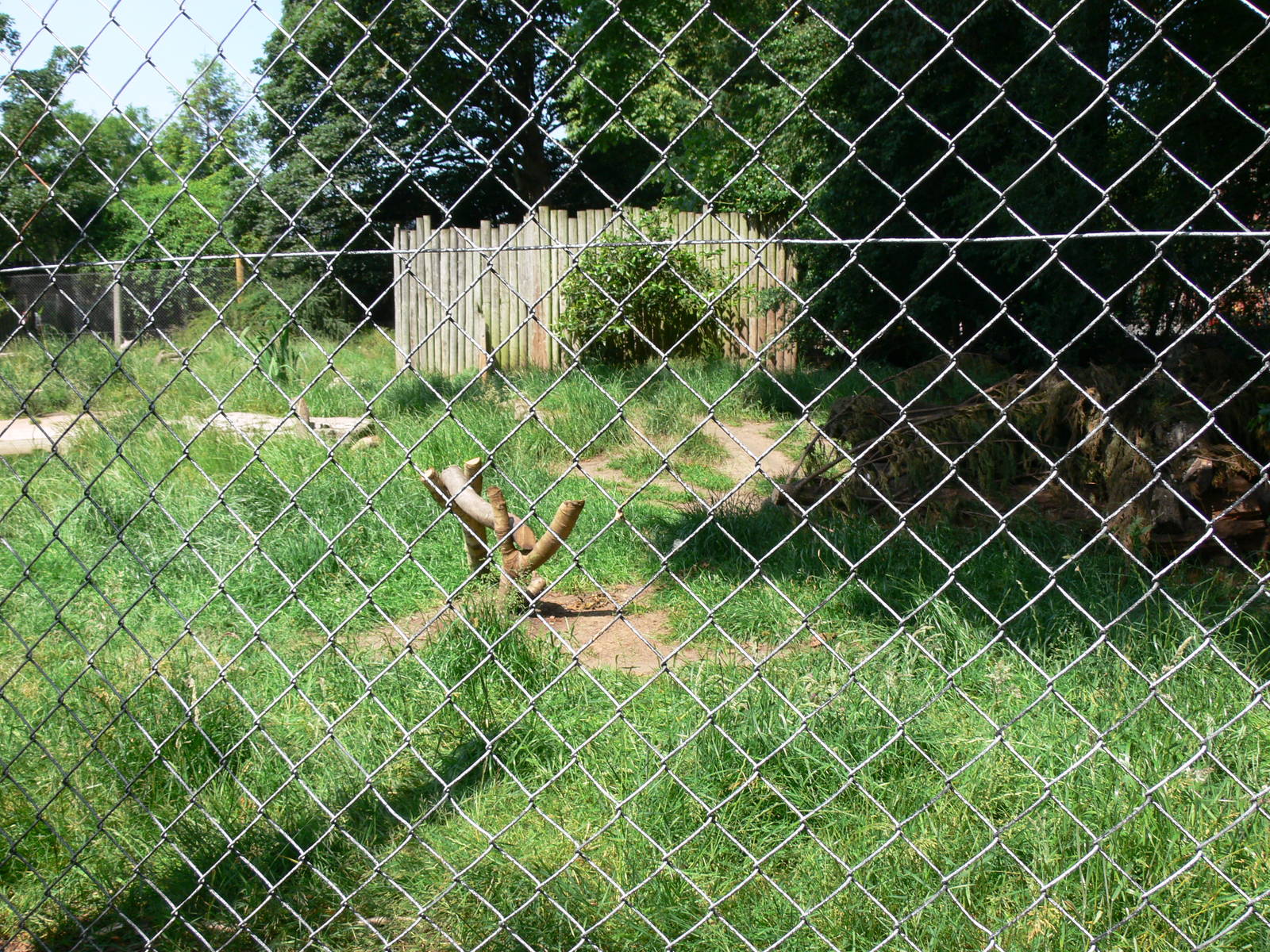 Bush Dog exhibit at Chester Zoo, 06/07/13