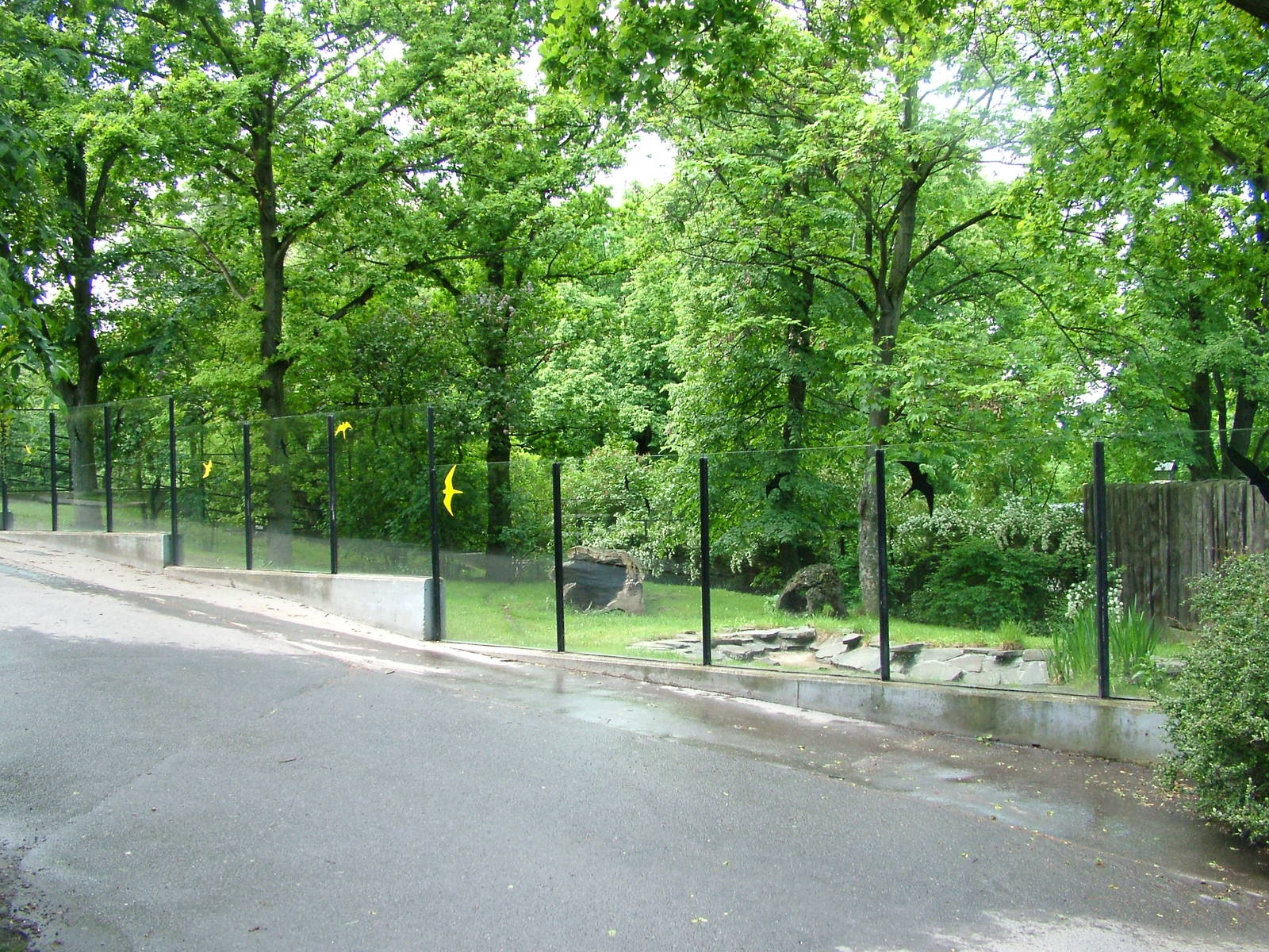 Bush Dog exhibit at Prague, 24/05/10