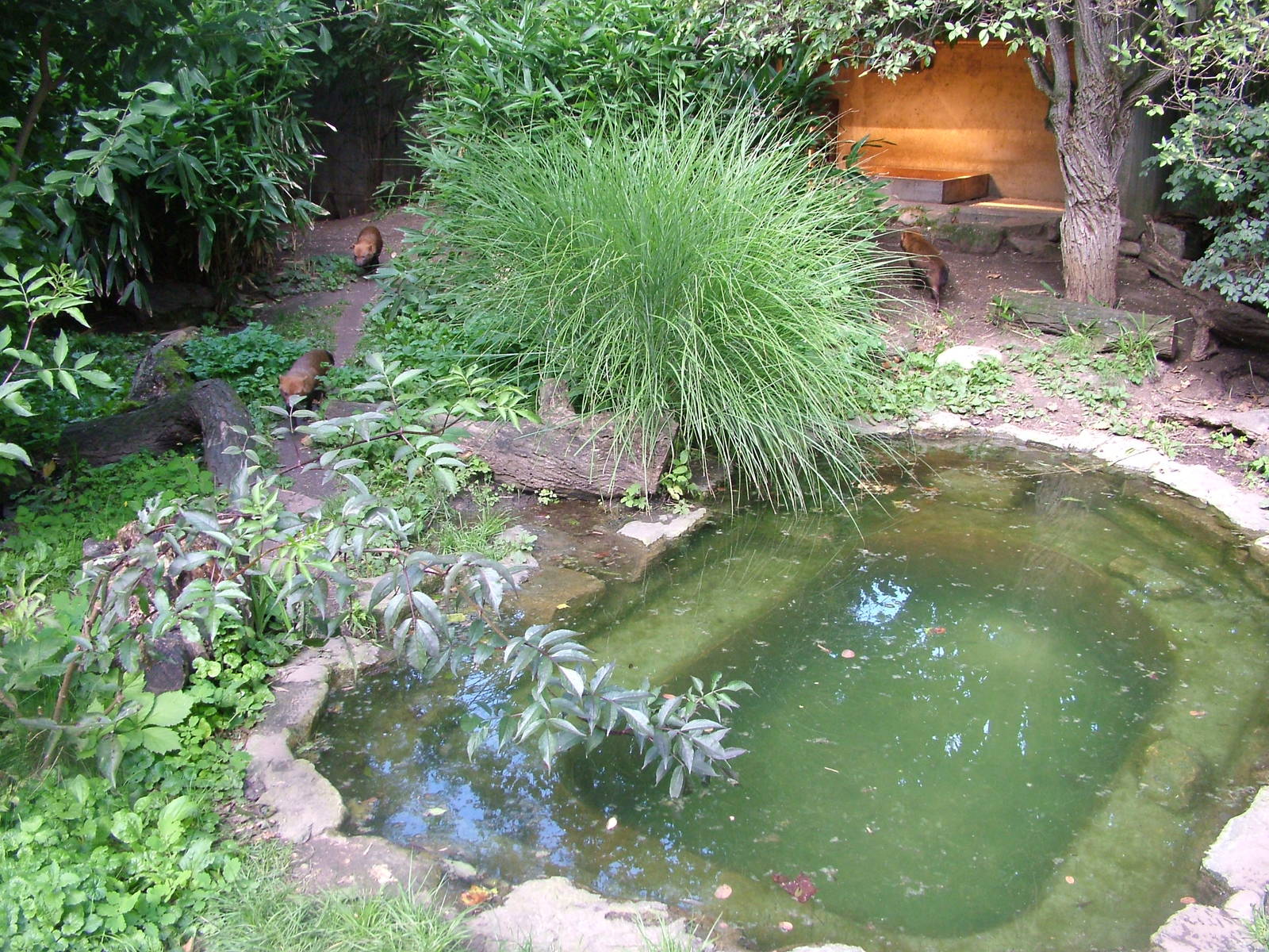 Bush Dog Exhibit at Wilhelma, Stuttgart 02/09/10