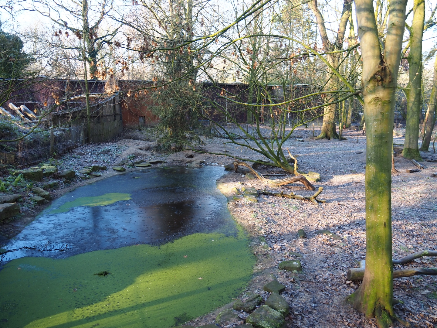 Bush dog exhibit (Jan 20th, 2019)