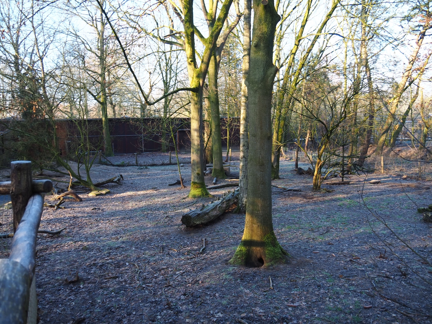 Bush dog exhibit (Jan 20th, 2019)