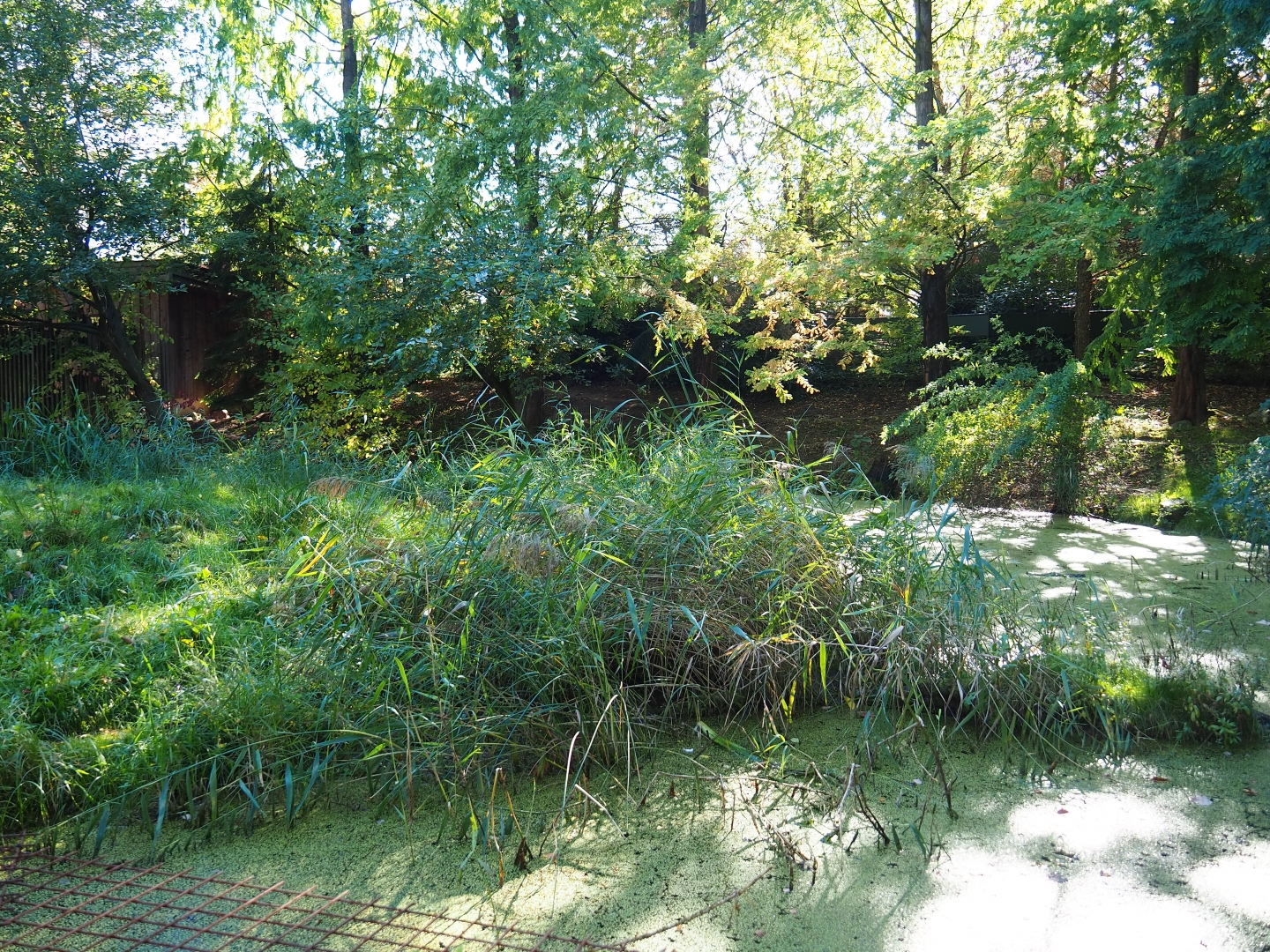 Bush dog exhibit (Oct 13th, 2018)