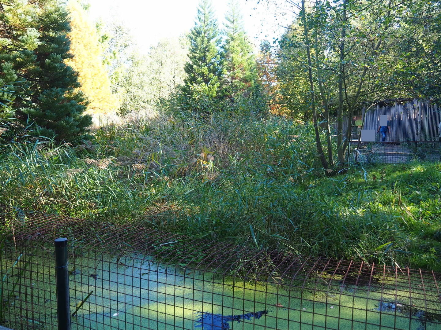 Bush dog exhibit (Oct 13th, 2018)