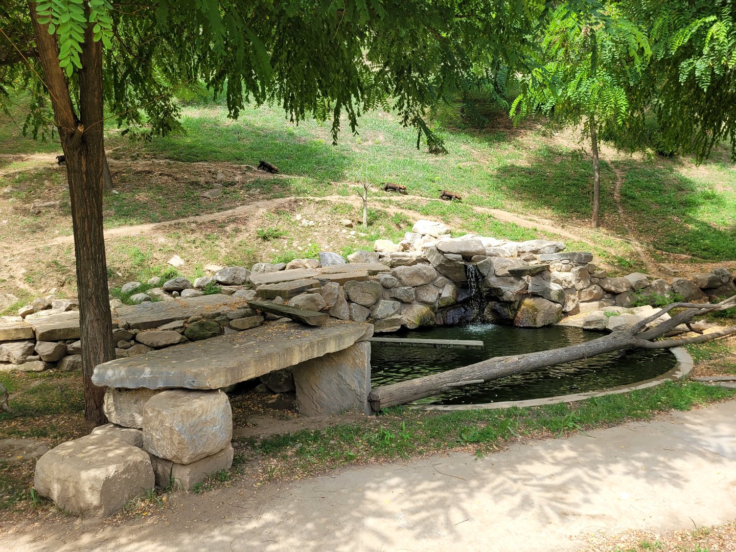 Bush dog exhibit -Parc Animalier des Pyrénées (2023)