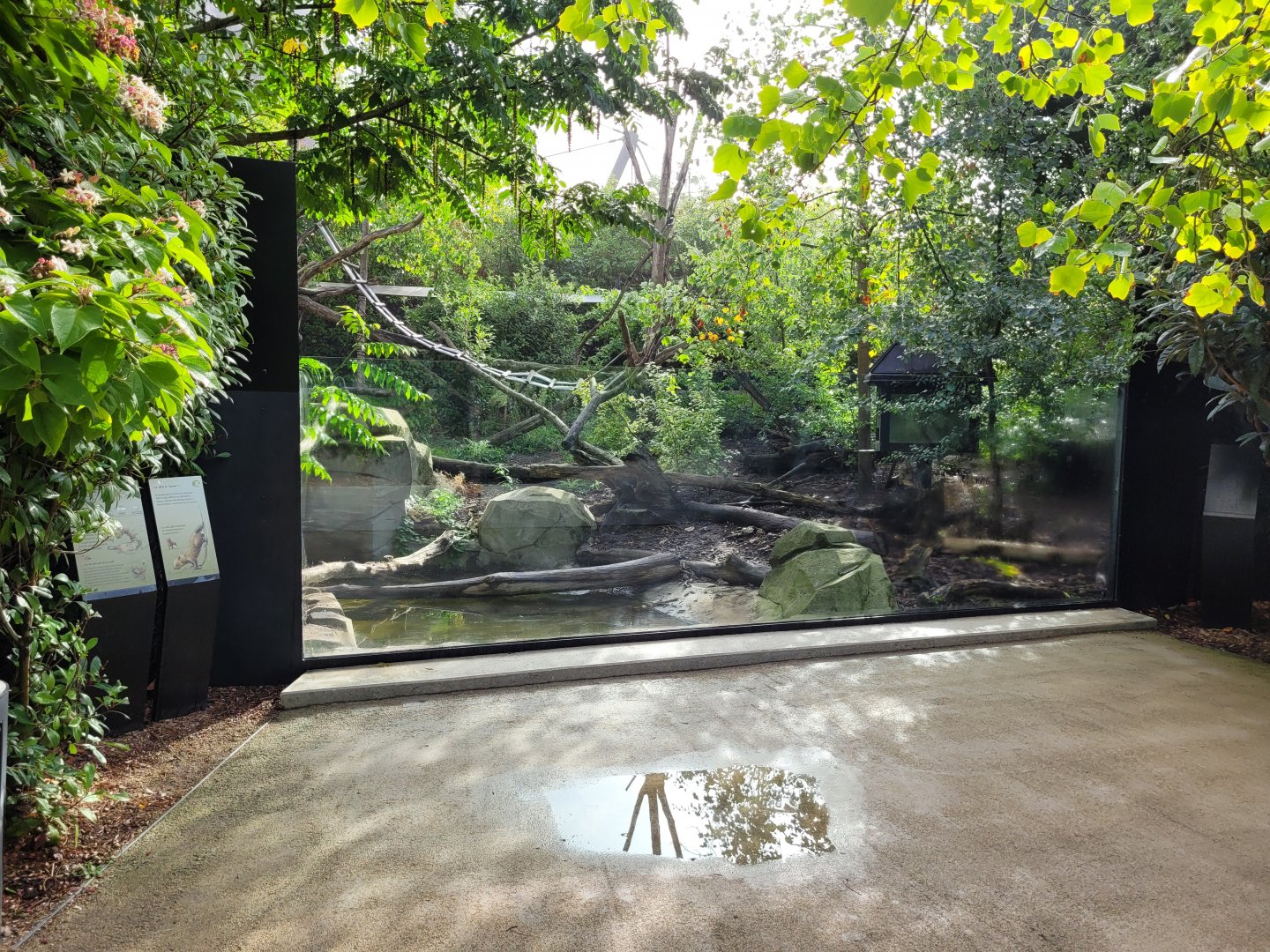 Bush dog exhibit -Parc Zoologique de Paris (2022)